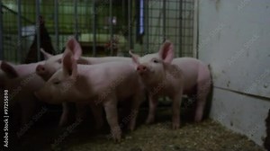 Scared pigs in pens inside a pork farm barn