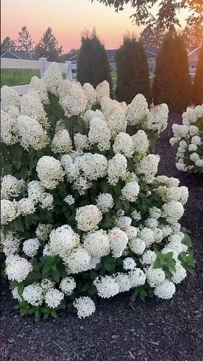 Quick Fire Fab® Hydrangea