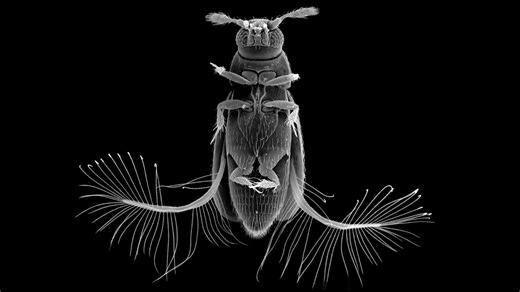 Comb-like wings help the tiniest insects swim through ‘syrupy’ air