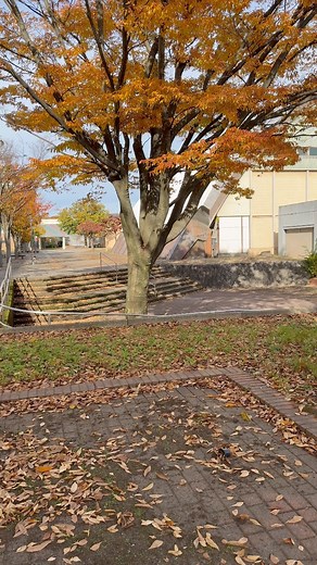 “When the dry leaves rustle in the wind, they strike something deep within my heart. Their sound gently reminds me that winter is near. As the leaves fall one by one, the quiet message of the coming season softly arrives.” | Nature Vibes Japan