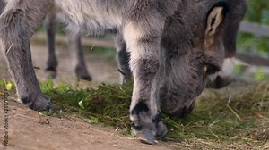 A cute little newborn miniature mediterranean donkey with a fringe eating hay and fresh green grass, clumsily balancing on its feet, its mother grazing behind, static close up 4k shot.