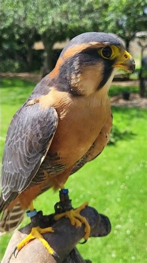 APLOMADO FALCON