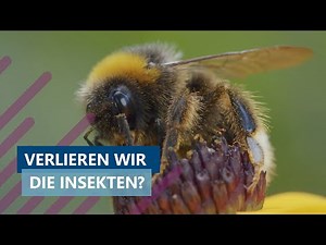Ausgesummt! Insekten in der Krise