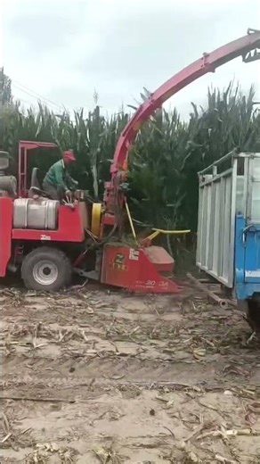 The origin factory of silage harvesting machines in China,4QZ - 2000A, Two meters wide, 175 h