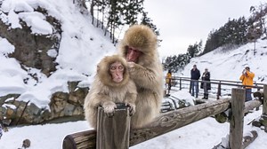 How to get from Nagano to the Jigokudani Snow Monkey Park