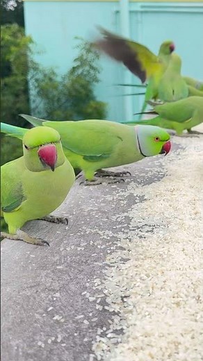 Parrots’ Feeding Frenzy! 💚 Indian Ringnecks