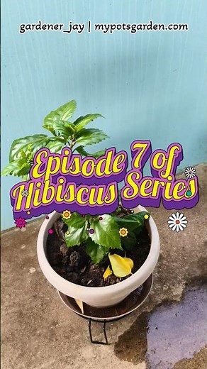 Why You Should Use a Pot Stand on Terrace | Protect Plants from Concrete Heat #hibiscuscare