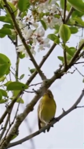The Little European Serin