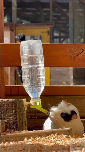 Guinea Pigs Weren't Always Pets - The 7,000 Year Domestication Story.