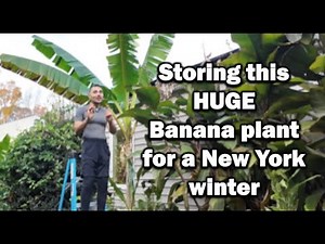 How to overwinter banana plants (and cannas and elephant ears!) in a cold climate
