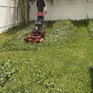 204K views · 1.3K reactions | This back yard was the worst dollarweed problem I've seen. Mowing and mulching dollarweed turns it into a kind of grass paste so you have to mow over it a few times. Needs weed and feed fertilizer. #mowing #lawncare #satisfying #cool | Something 2LookAt | Facebook