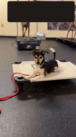 Teaching your dogs to be calm, neutral, and confident while surrounded by other dogs should be your goal. A dog that is reactive to other dogs, both out of aggression and out of a high desire to play, can be very problematic! | Ridgeside K9 NorCal