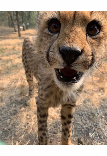 Exploring Alterhuman Identities: A Poly Mind Introduction