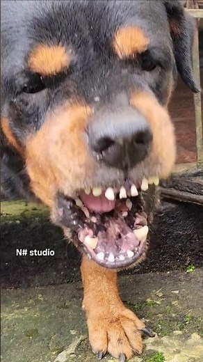angry Rottweiler barking and growling sounds #rottweiler #petsempire #cuteanimal #pets #barking