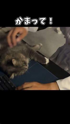 【切り抜き】猫にかまってを要求されて困るメイド男性 #shorts #猫 #キーボード #タイピング配信