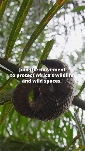 5.7K reactions · 64 shares | Africa’s wildlife and wild spaces are...