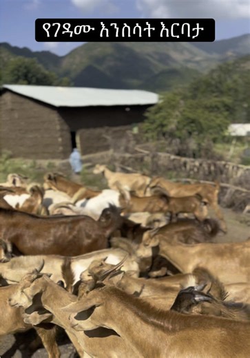 እንዴት አደራችሁ? የገዳሙ እንስሳት እርባታ