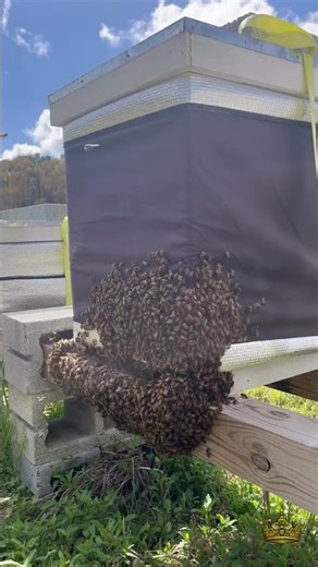 Seeing bearding? Don’t panic. #beekeeping #honeybee