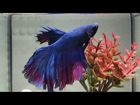 Betta Fish Show in Ultra HD