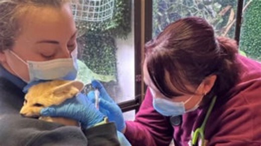 Niabi Zoo's fennec fox cubs get vaccinated