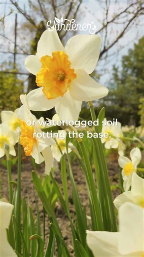 Why Are My Daffodils Drooping? (3 Causes & What to Do)