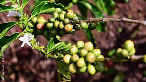 Coffee tree with green coffee beans on the branch