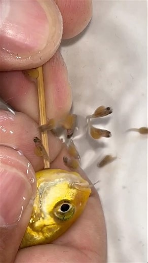 Inside the Mouth of a Yellow Fish – Incredible Moment! #fish