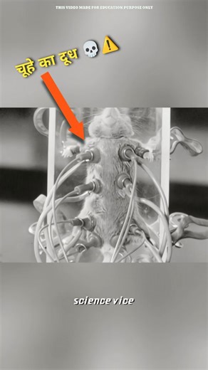 Science Vice on Instagram: "The World’s Most Expensive Milk!💀 If you think cow or buffalo milk is expensive… think again. The world’s most expensive milk doesn’t come from cows. It comes from mice. 🐭🥛 A female mouse produces milk only when her babies feed. Humans can’t extract it directly. So scientists carefully stimulate the mouse, then use a vacuum system for nearly 15 minutes to collect milk. And after all that effort? They get just half a teaspoon. To collect 1 liter of milk, milk from n