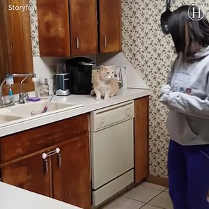 571K views · 2.4K reactions | We're all just living in a cat's world  | Cat Lovers Only | Facebook