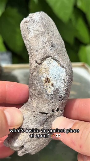 Something’s inside this Ancient Coral 🪸👀🌊 This beautiful piece has amazing colors inside 🪸🙌🏽 found by @shrkco shot, cleaned, cut & polished by me :) #rocks #geology #agate #crystals #minerals #coral #geode | CoralGeodes