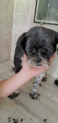 Trimming the hair on a Shih-Tzu dogs face with scissors, dog grooming from home without restraints