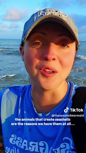 Lesson to be learned ⬇️ This was one of the most gut wrenching moments for me in all of my shelling experiences 😭 A perfect True Tulip shell, rare in size, color, and condition. In all of my experiences of finding seashells in Florida, this one, I'll always remember 💔 #beachcomber #shelling #findingseashells #collectingseashells #shells #floridalife #ethicalshelling #beachfinds