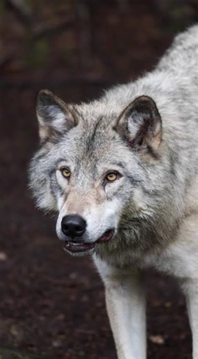 The 150lb Giant Leading the Pack: The Alpha Wolf! 🐺 #animals #natureuntold #wildlife #wolf #alpha