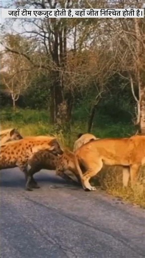 Nature Power: Wild Animals in Their Natural Habitat | Amazing Wildlife Moments | 4K