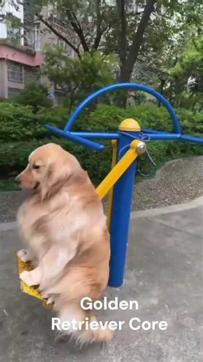 Here's WHY Golden Retrievers are the BEST Dogs ❤️🐶😇 #goldenretriever #puppy