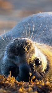 Grey seal pups weigh around 14kg when born and only stay with their mother for three to four weeks. Found on both shores of the North Atlantic ocean, these grey seal pups were filmed in Norfolk, UK. 📸 Liam Webb | National Geographic UK