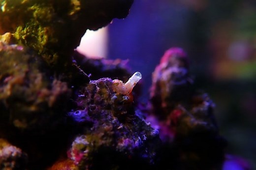 Vermetid Snails: Destructive Aquarium Pests - Saltwater Aquarium Blog