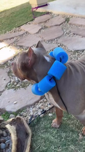 DIY Pool Noodle Dog Collar and Whacking Game Tutorial