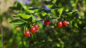 Red berries on tree branch among green foliage Summer harvest in a garden. Growing and cultivation fruits on organic farm. Goji berry twig in daylight