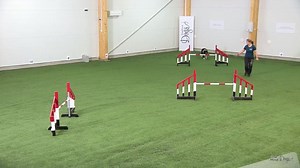 3K views · 36 reactions | Rear Cross is a classic handling technique that’s useful when you need a smooth turn while handling your dog from behind. The dog must drive forward to the obstacle so that the handler is able to handle the dog from behind. Our Premium members can learn the Rear Cross essentials on this course https://beta.oneminddogs.com/course/Mini-Course-rear-cross | OneMind Dogs | Facebook