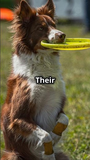 Border Collies: The Genius Herding Dogs!