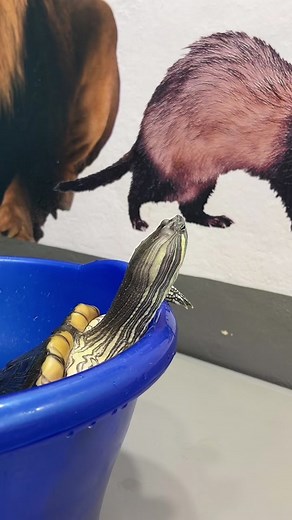 Ball Python Close-Up: Intriguing Pet Insights