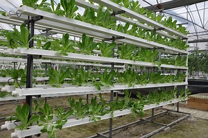 [Hot Item] Complete PVC Pipe Nft Channel Hydroponic Growing System Vertical Hydroponics System