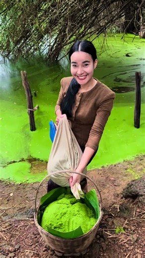 วิถีชีวิตอีสานบ้านเฮาส่อนไข่ผำจ้า #ไข่ผำ #วิธีส่อนไข่ผำ #ประโยชน์ไข่ผำ #ไข่ผำพืชนํ้าขนาดเล็กที่สุดในโลก #Wolffia