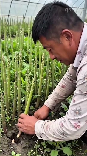 Mastering Asparagus Harvesting Tips for Identifying and Cutting Mature Spears Perfectly