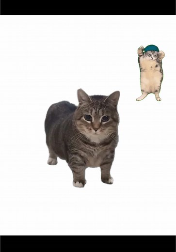 Spinning Cat Memes: Hilarious Cat Videos