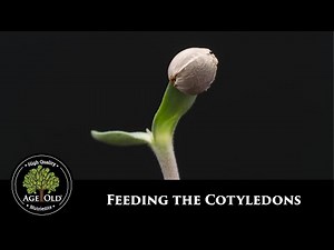 How to the Feed Cotyledons