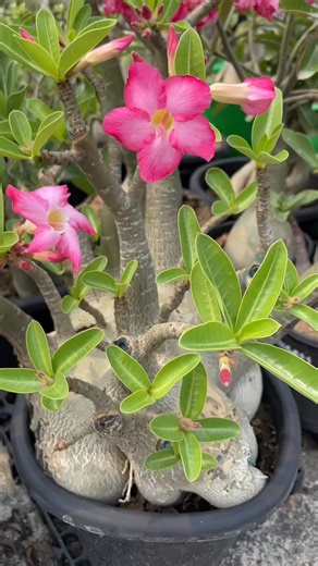 23 reactions | Beauty of Obesum grafted plants #adenium #adeniumflower #desertrose #terracegarden Terrace & Gardening Art | Terrace & Gardening Art | Facebook