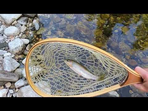 St Joe River area camping and flyfishing - August 2025