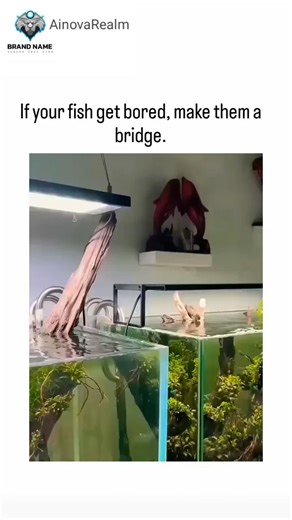 AinovaRealm on Instagram: "The post showcases a 31-second video of a gloved hand assembling a transparent acrylic bridge inside a lush planted aquarium, culminating in a betta fish curiously swimming through it, emphasizing DIY solutions for fish boredom. Shared by @TheFigen_ , a musicology PhD sharing uplifting content, on December 8, 2025, it exploded to 1.8 million views and 13,000 likes within a day, with replies blending humor about fish memory and appreciation for the heartwarming creativi